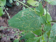 Puccinia circaeae