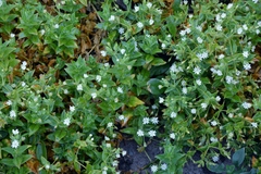Stellaria littoralis