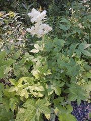 Filipendula