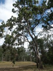 Angophora subvelutina