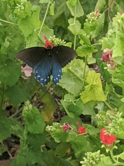 Malvaviscus arboreus drummondii
