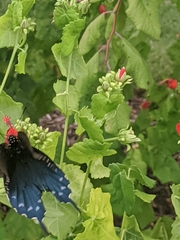 Malvaviscus arboreus drummondii