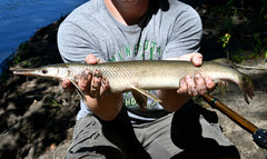 Lepisosteus platostomus