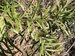 Afrocarpus gracilior