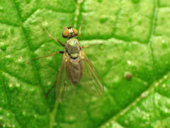 Diaphorinae