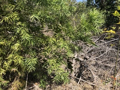 Afrocarpus gracilior
