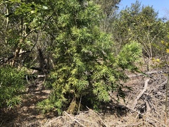 Afrocarpus gracilior