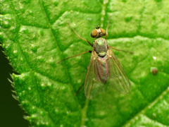 Diaphorinae