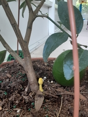 Leucocoprinus birnbaumii image