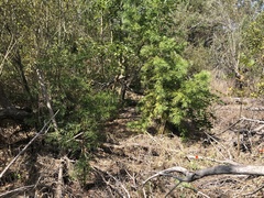 Afrocarpus gracilior