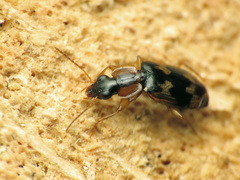 Phloeoxena signata
