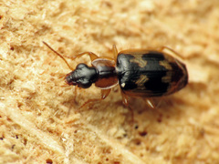 Phloeoxena signata