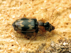 Phloeoxena signata