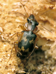 Phloeoxena signata