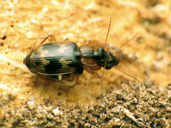 Phloeoxena signata