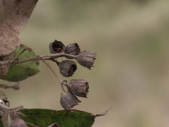 Angophora subvelutina
