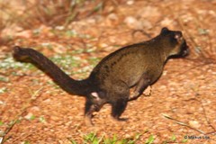 Paradoxurus philippinensis