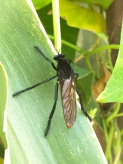 Archilestris magnificus