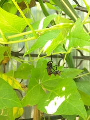 Archilestris magnificus