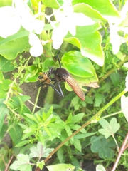 Archilestris magnificus