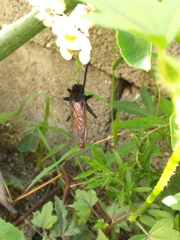 Archilestris magnificus