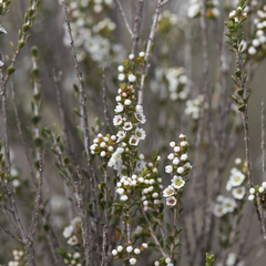 Thryptomene micrantha