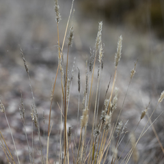 Enneapogon nigricans
