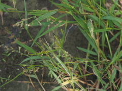 Cyperus iria
