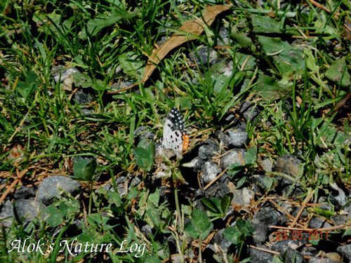 Talicada nyseus