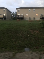 Odocoileus virginianus macrourus