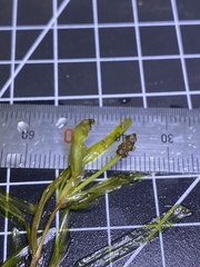 Potamogeton berchtoldii