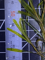 Potamogeton berchtoldii