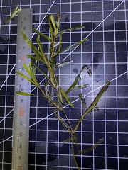 Potamogeton berchtoldii