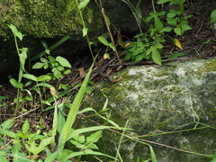 Sphenomorphus indicus