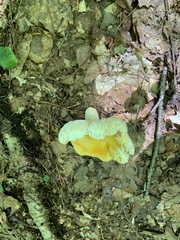 Russula ochroleucoides
