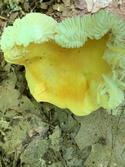 Russula ochroleucoides