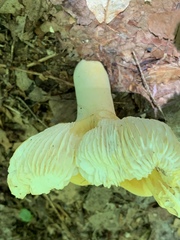 Russula ochroleucoides