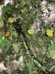 Russula ochroleucoides