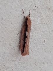 Leptocroca sanguinolenta