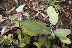 Solanum nemophilum