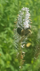 Bombus affinis