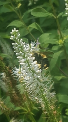 Bombus affinis