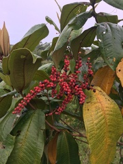Miconia impetiolaris