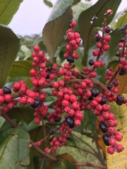 Miconia impetiolaris