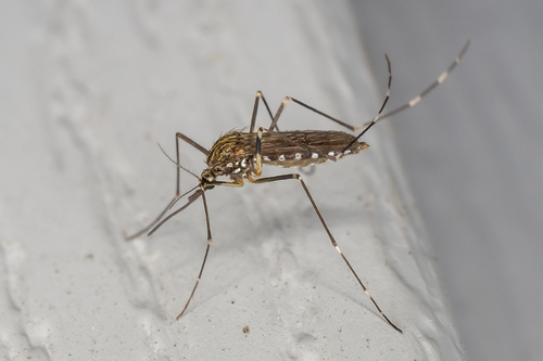Asian Bush Mosquito photo 3