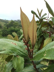 Miconia impetiolaris