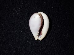 Erronea subviridis