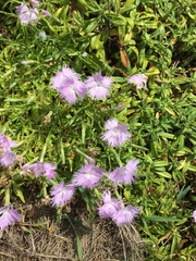 Dianthus longicalyx
