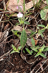 Rostellularia obtusa