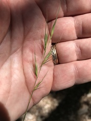 Elymus texensis